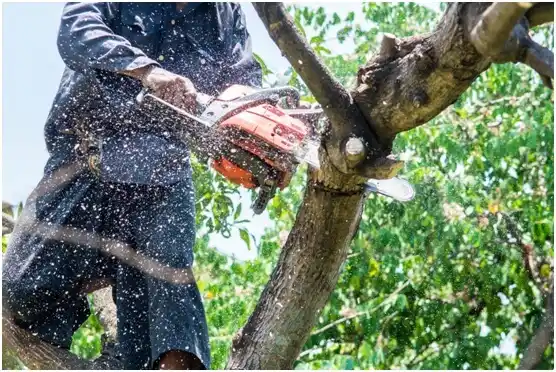 tree services Glade Spring